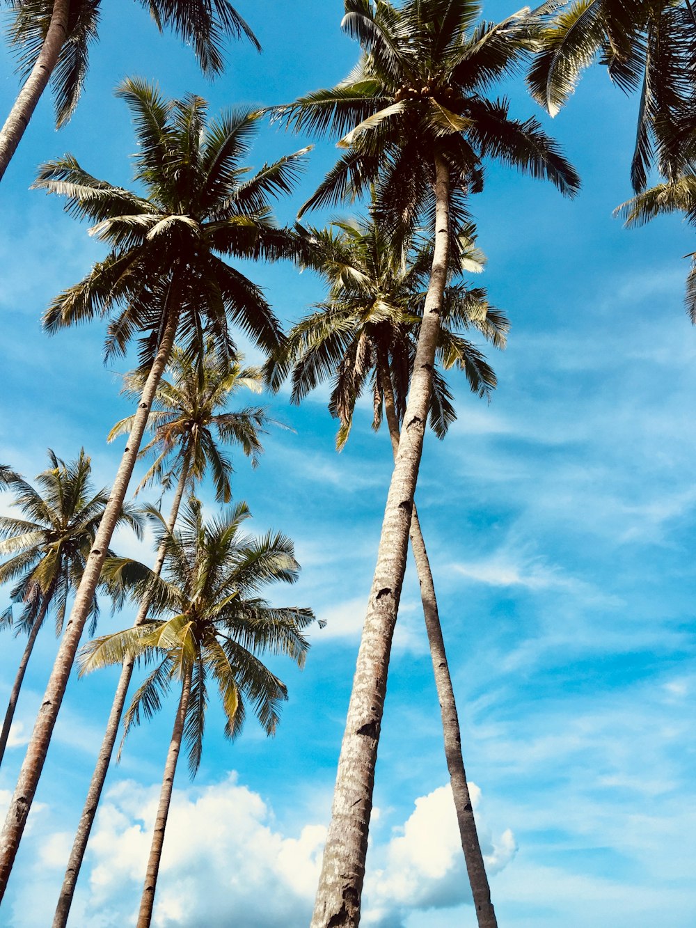 palm trees during daytime