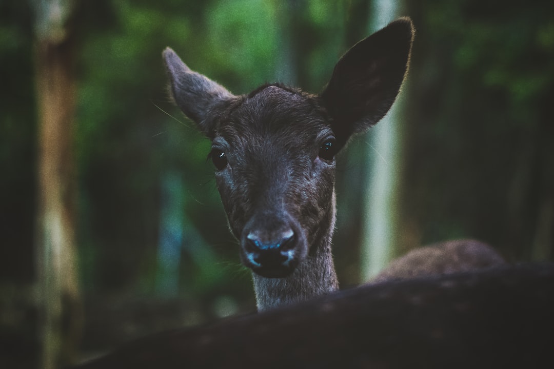 selective focus photo of deer