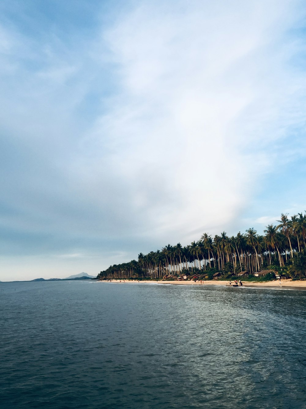 coconut trees in beach at daytime