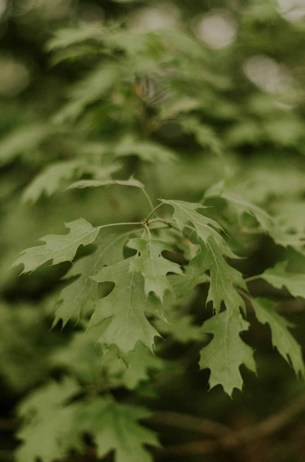 green tree