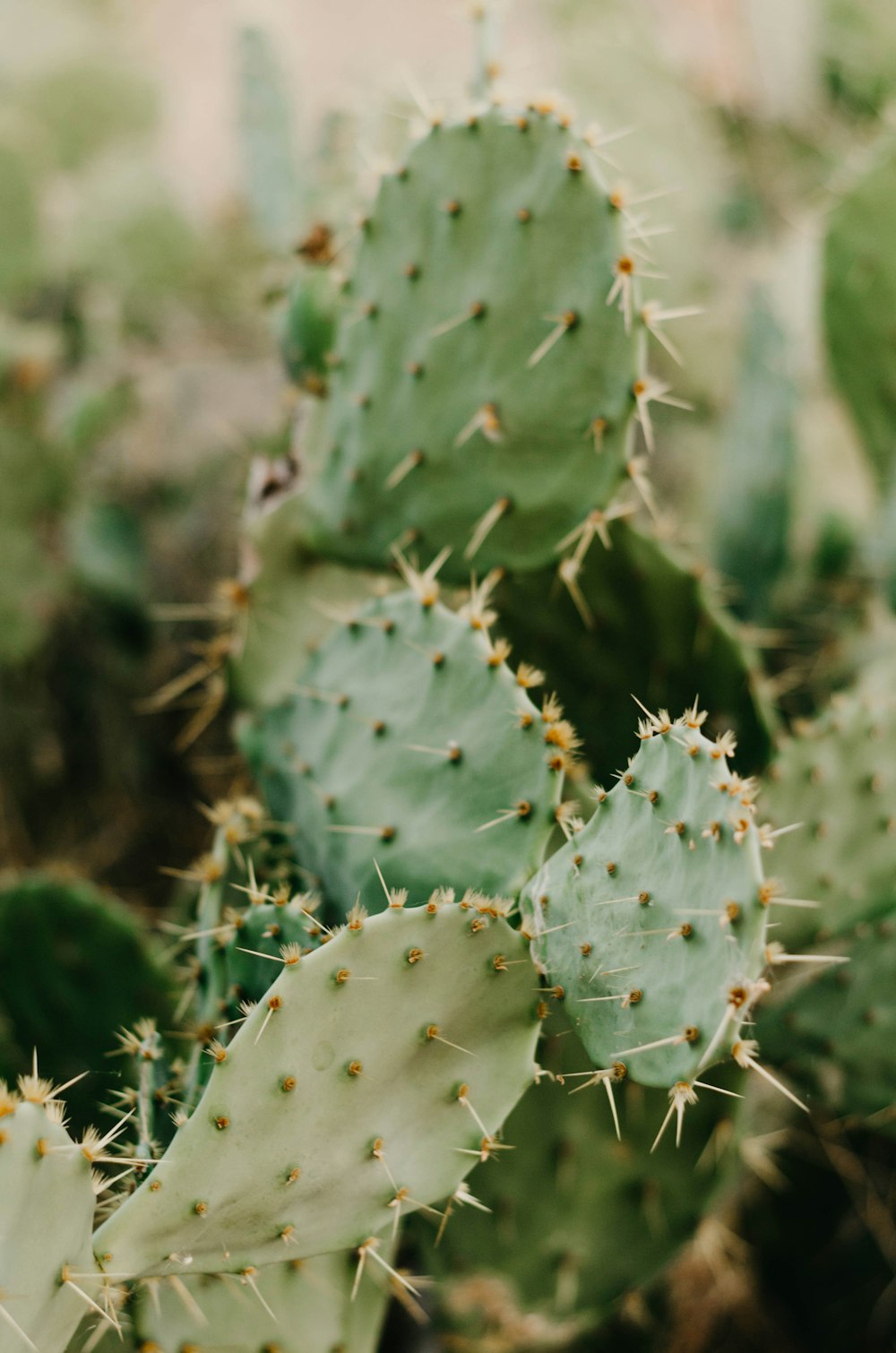 green prickly cactus
