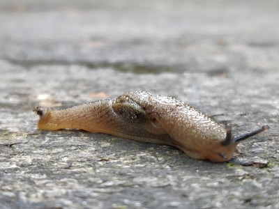 A detailed shot of a leech's textured body on a wet surface.