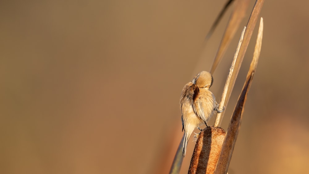 selective focus photography of beige bird fetching