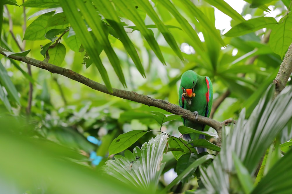 rose-ringed parakeet on tree branch during daytime