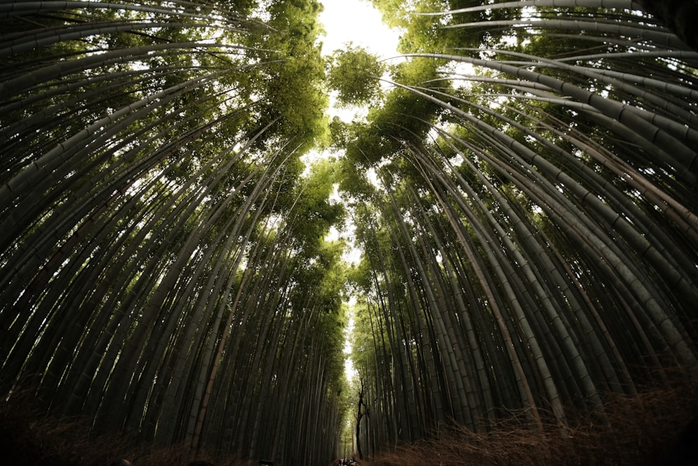 green forest during daytime