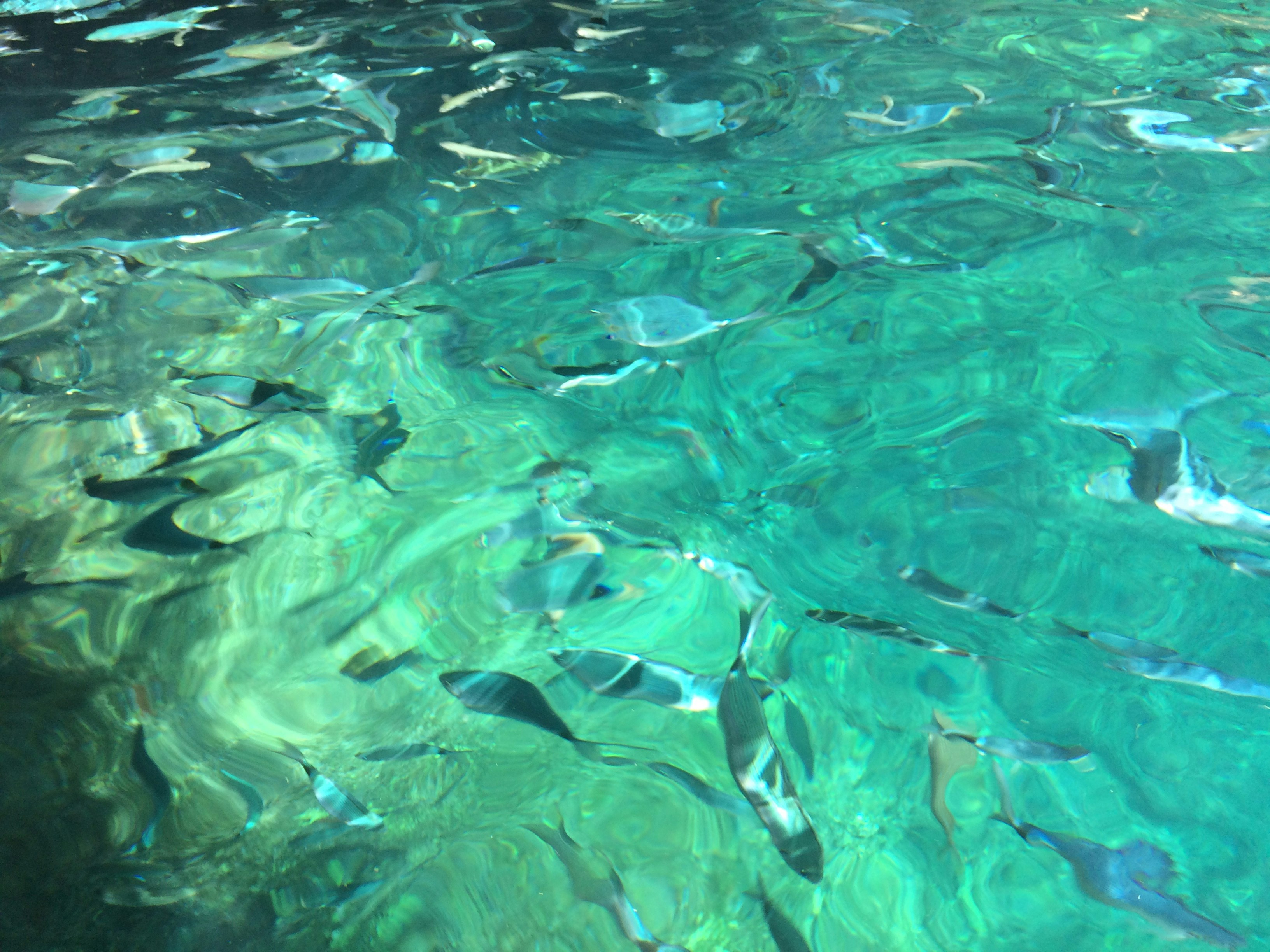 Clear aquaculture pond in tropical setting, fish visible below surface, green vegetation surrounding, bright natural light