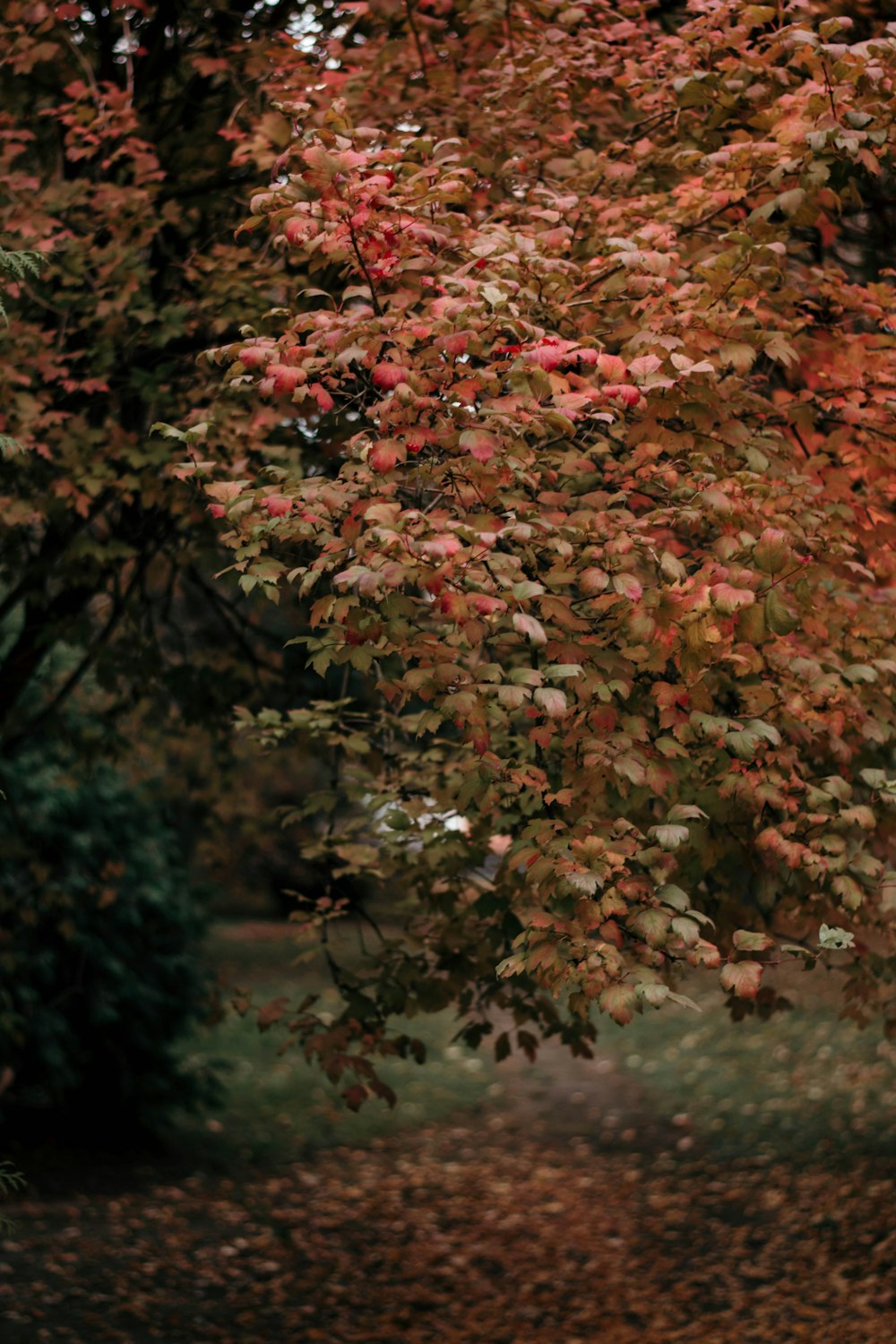 brown leaf tree