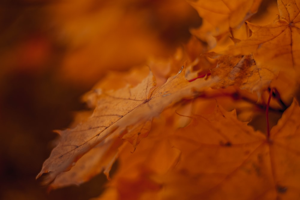 maple leaves selective focus photographt