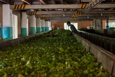 A person is working inside a factory-like setting, tending to large trays filled with green leaves. The environment is industrial with beams, metal structures, and fluorescent lights overhead.
