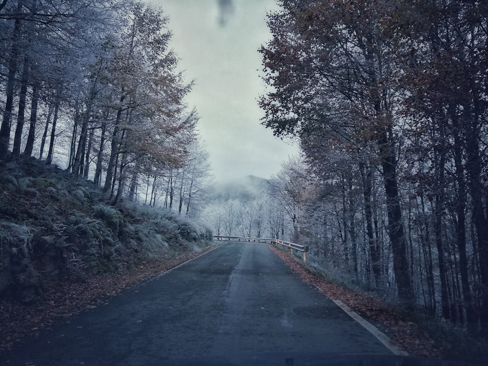 street cover with trees photography