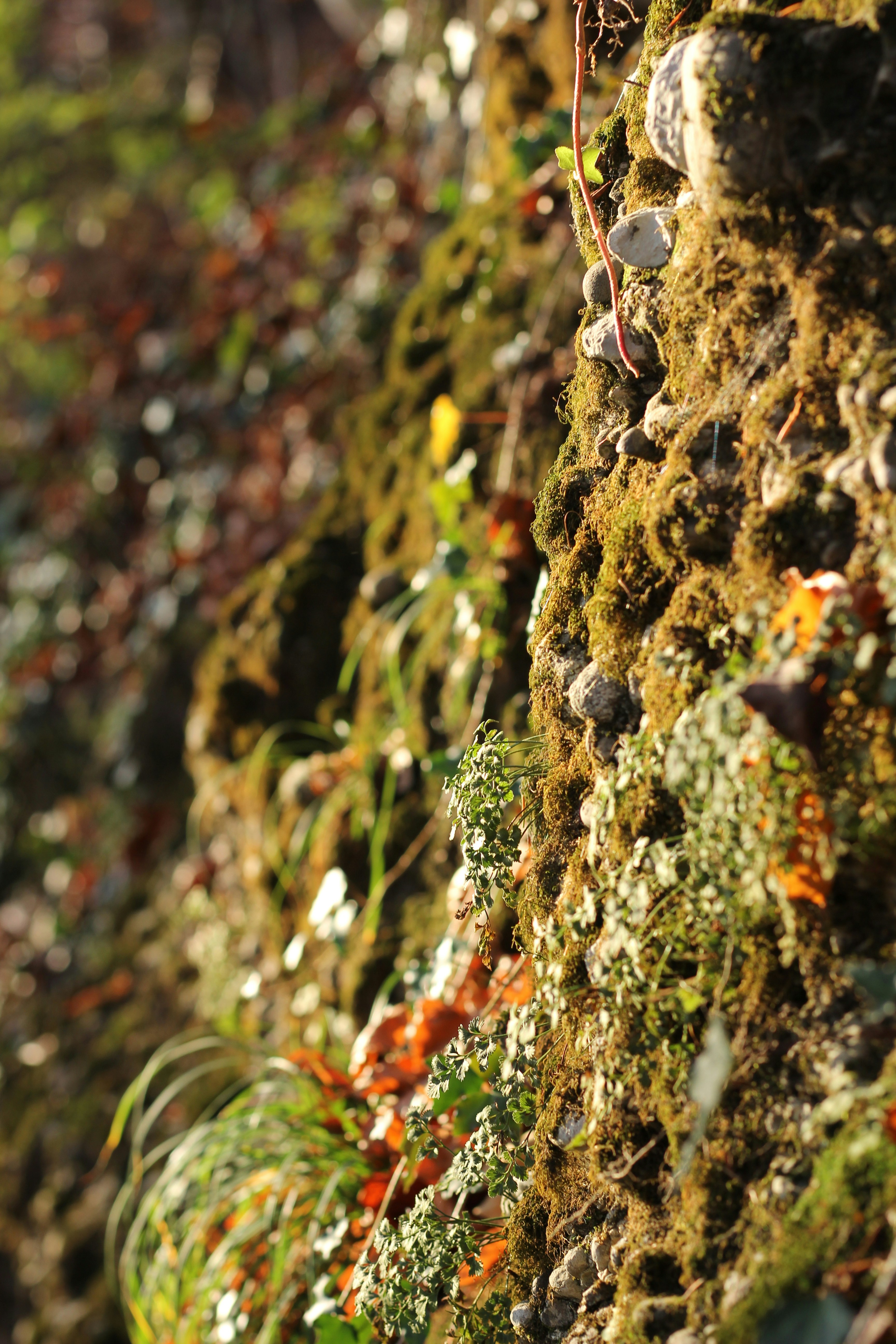 Himalayan Vitality Stone