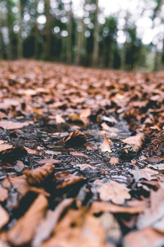 photo of dried leafs in Zagnańsk Poland