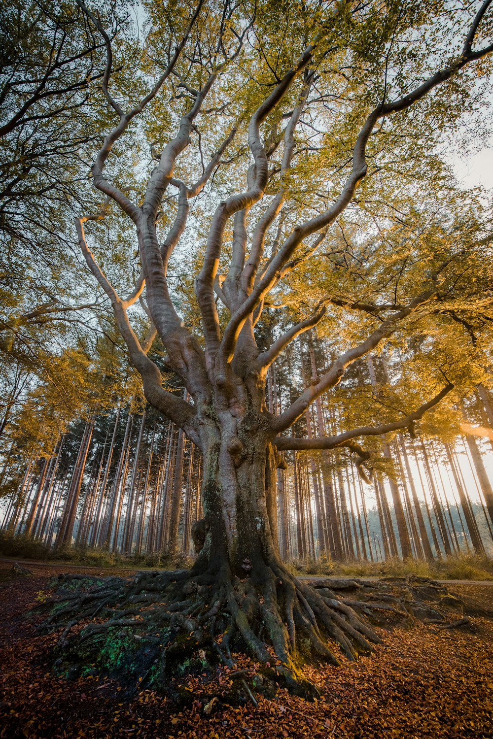 green trees