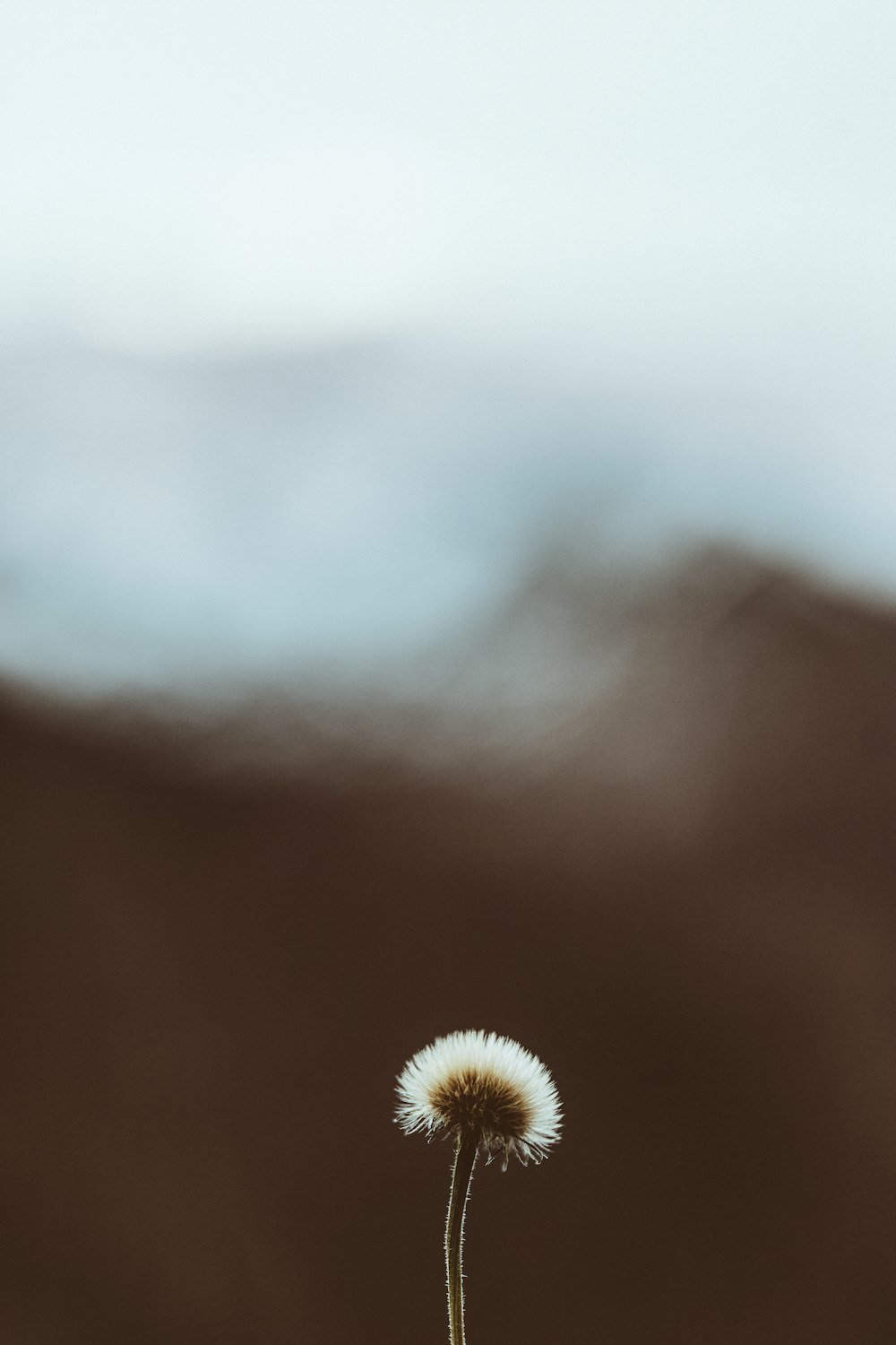 white dandelion