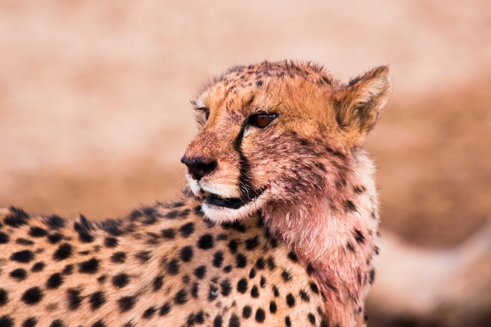 brown and black cheetah