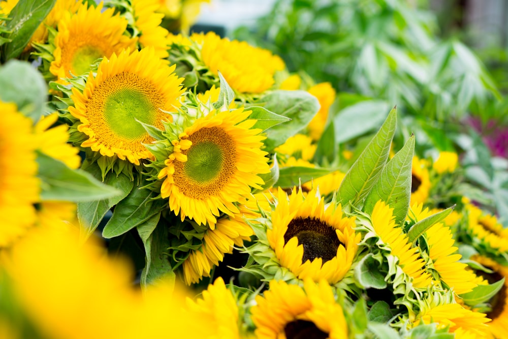 sunflower field during daytime