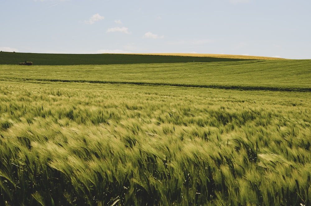 grass-field