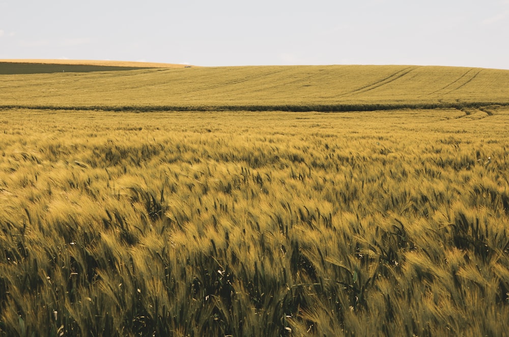 grass field during daytime