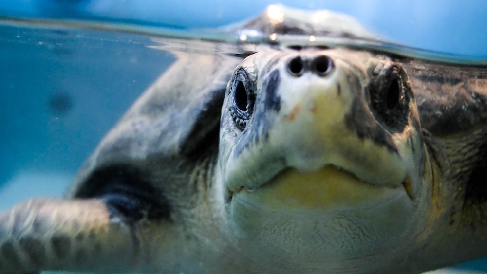 close-up of brown turtle