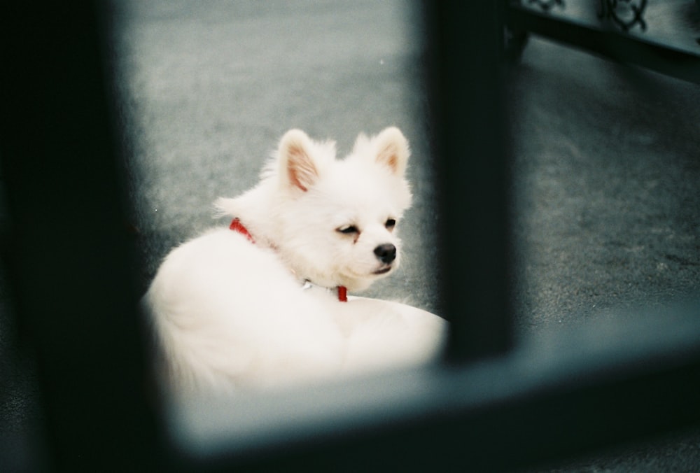 selective focus photography of white dog lying on black surface