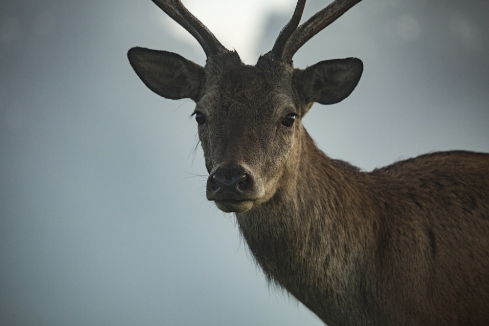 brown deer