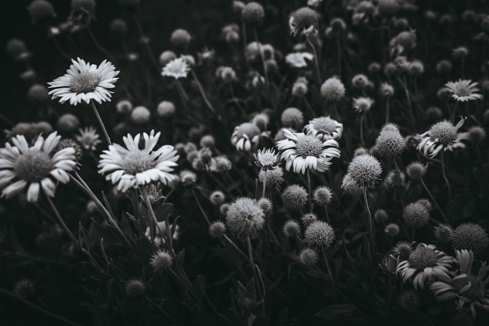 grayscale photo of bed of sunflower