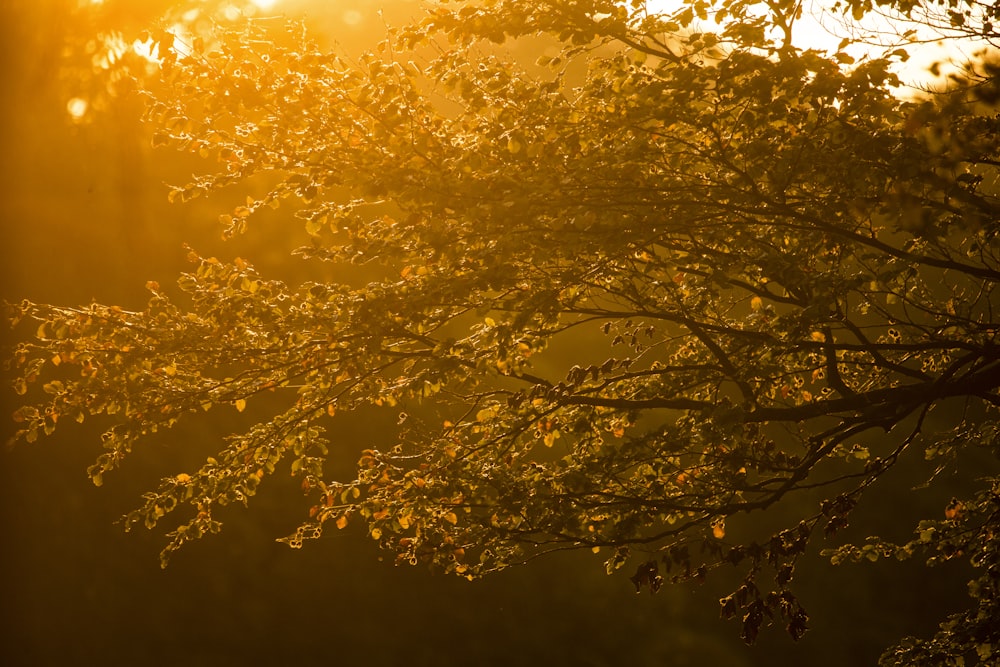 de grands arbres