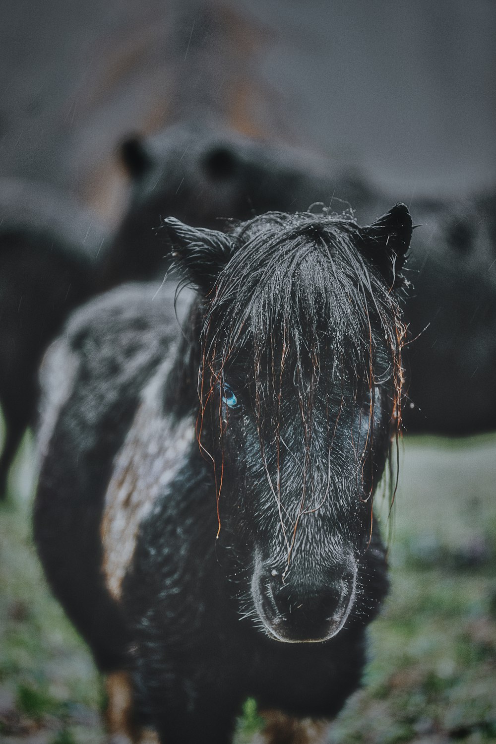 black horse