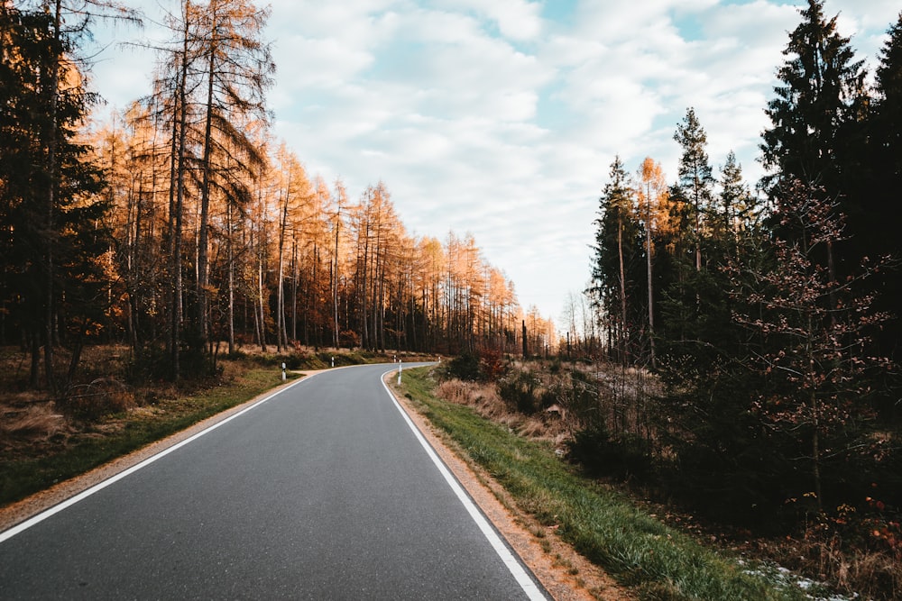 empty road surrounded by trees during daytime