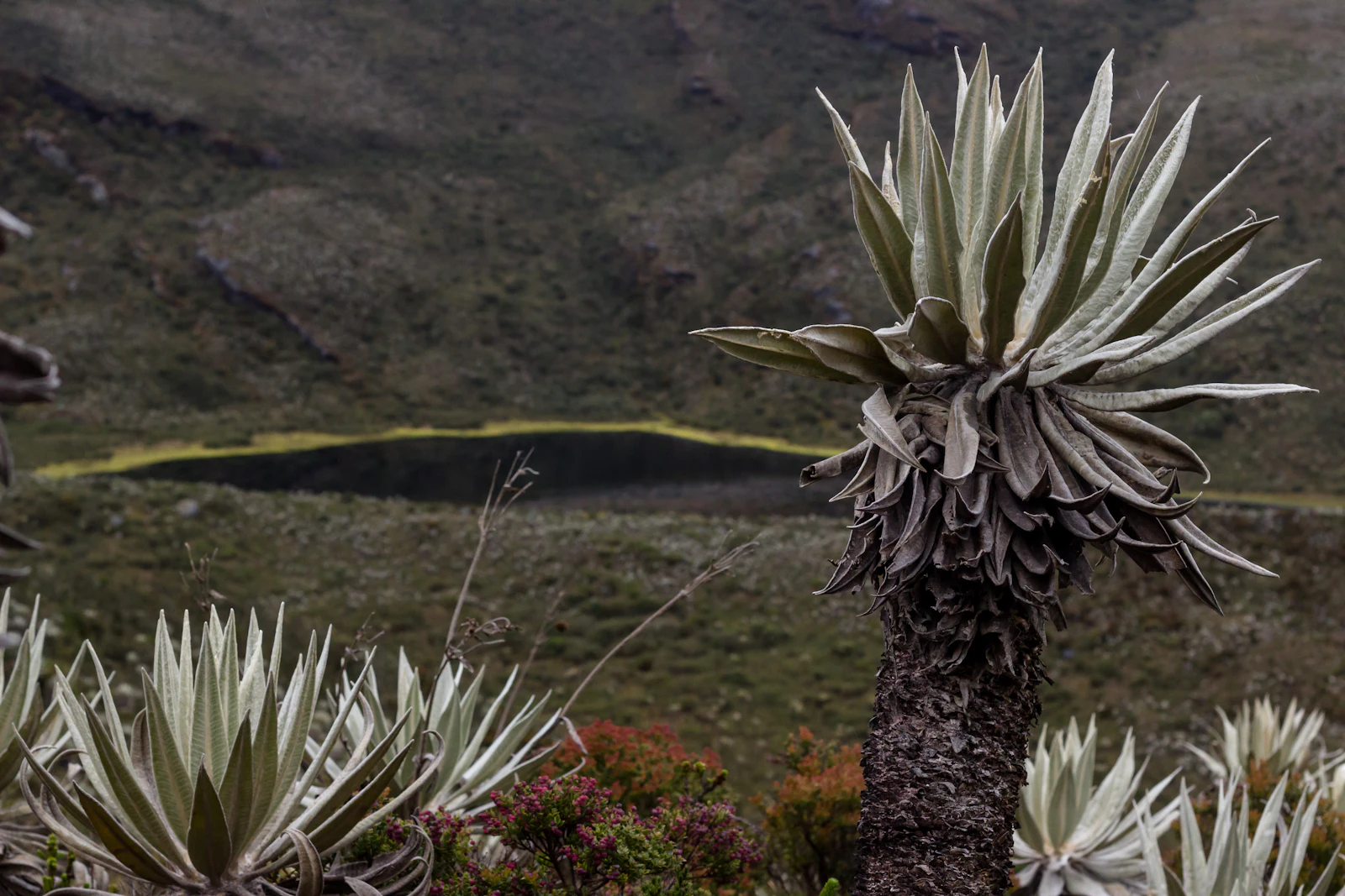 Un frailejón alto frente a una laguna del páramo