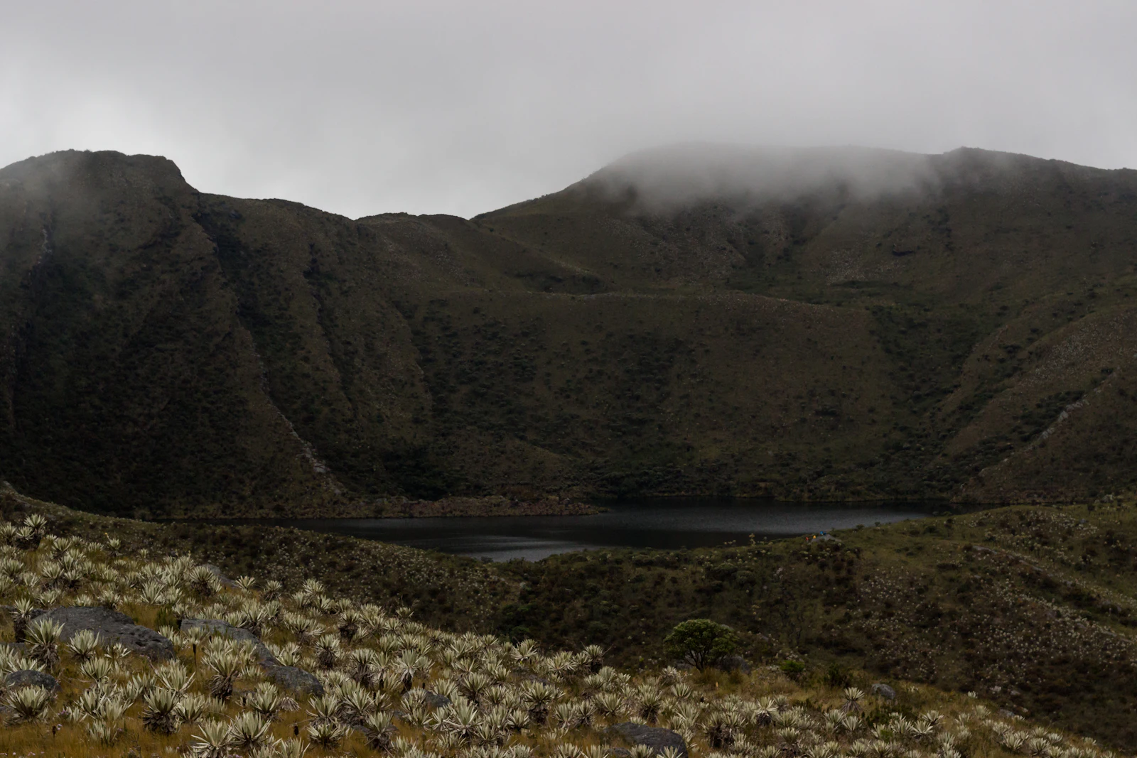 Una laguna del páramo bajo una montaña con niebla, con un campo de frailejones al frente