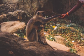 A monkey is sitting on a rocky surface, reaching out and making contact with a human hand. The surrounding area consists of rocks and sparse vegetation with some litter scattered around.