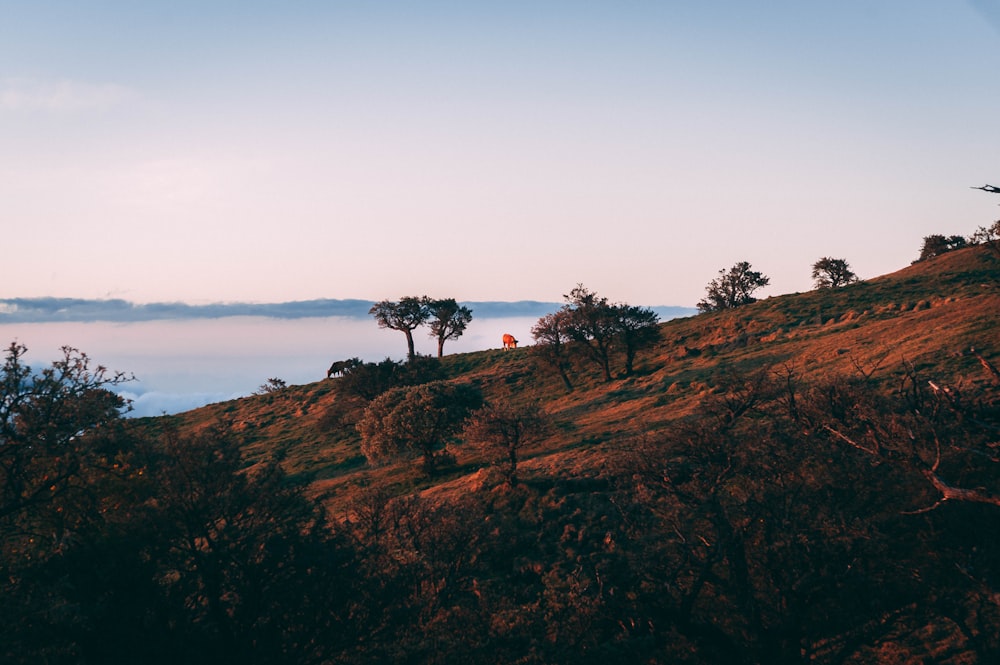 a hill with trees on it and a person standing on top of it