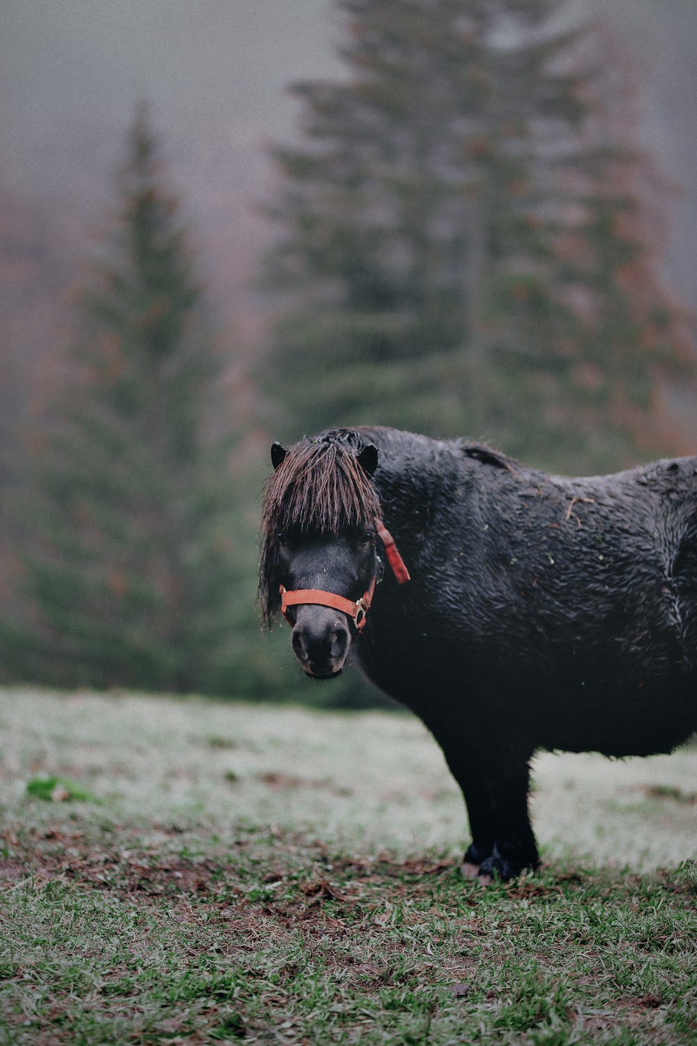 animale nero in piedi su erba verde