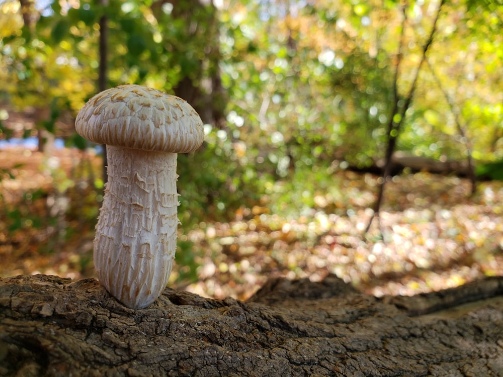 selective focus photography of mushroom on tree