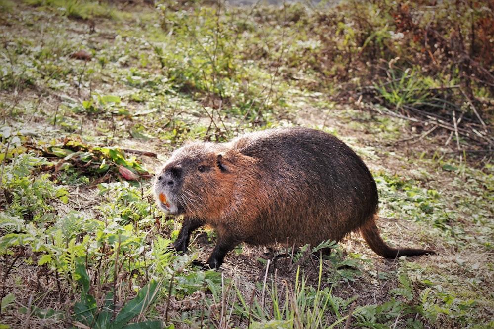 brown capybara