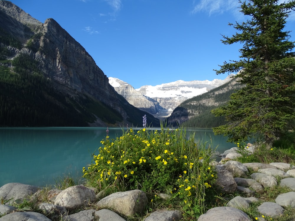 yellow flower plant near body of water