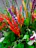 Close-up of a colorful tropical bouquet featuring ave del paraíso and ginger flowers.