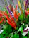 Close-up of a colorful tropical bouquet featuring ave del paraíso and ginger flowers.