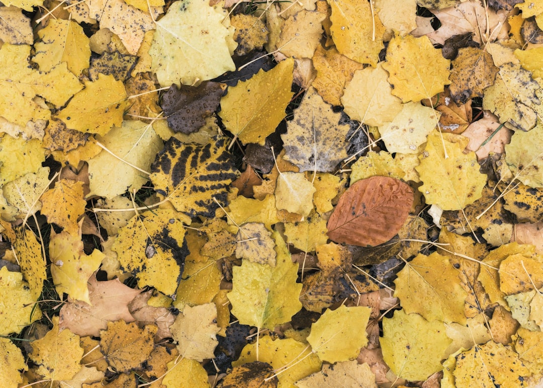 dried leaf close-up photograph