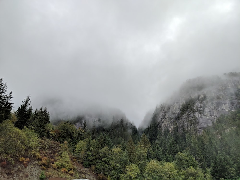 trees on mountains