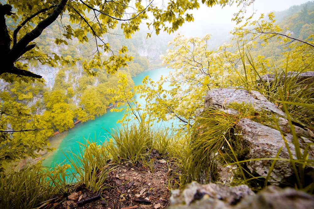 green leaf-leaf trees near body of water during daytime