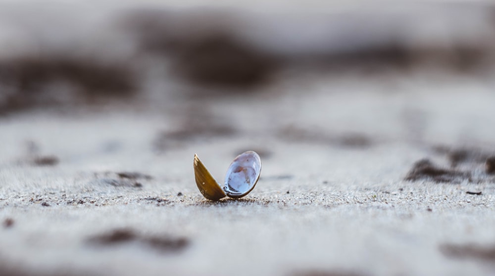 selective focus photography of shell