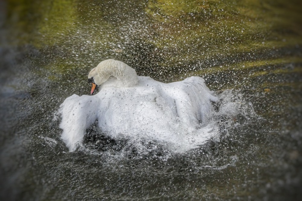 white swan in body of water