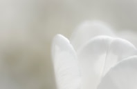 a close up of a white flower with a blurry background