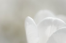 a close up of a white flower with a blurry background