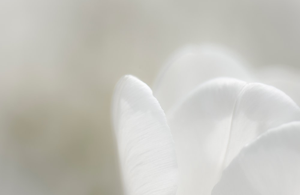 a close up of a white flower with a blurry background