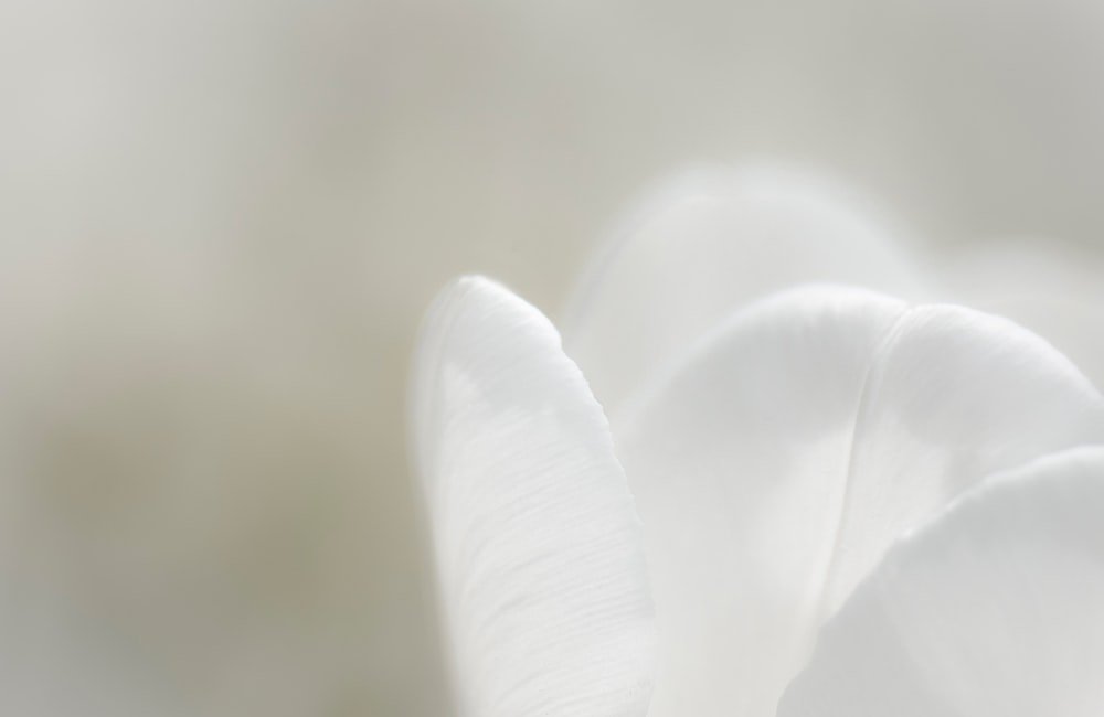 Un primer plano de una flor blanca con un fondo borroso
