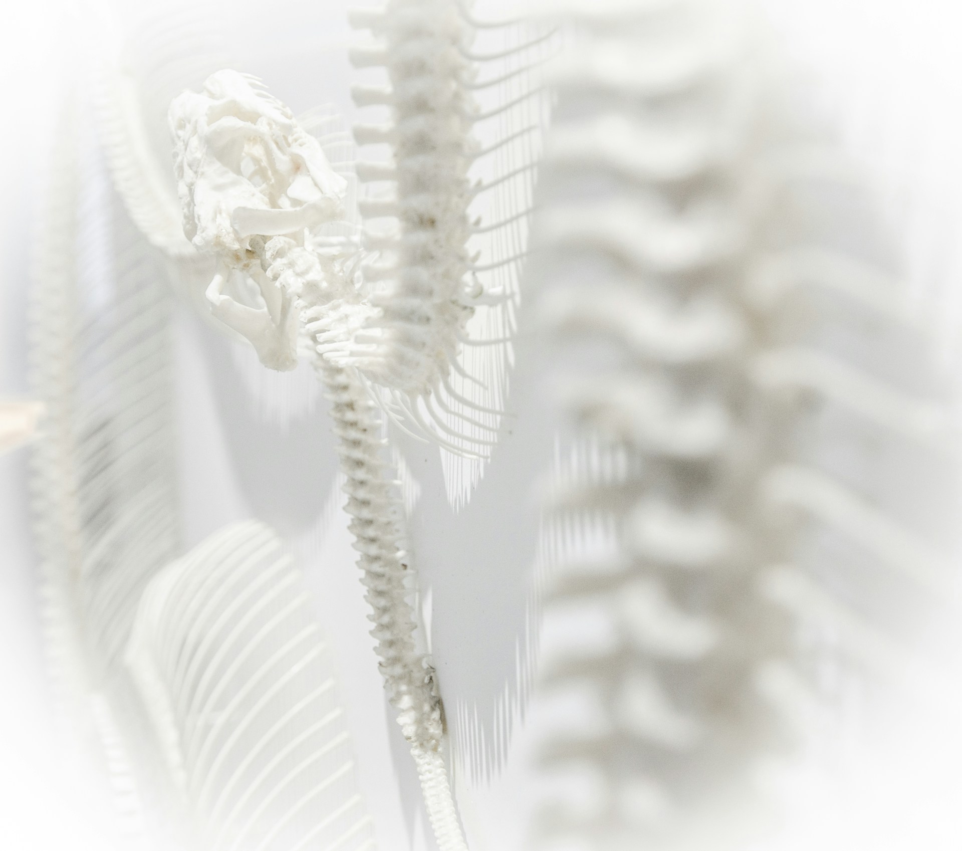 A close-up view of a vertebrate skeleton showcasing the vertebral column and skull. The image has a pale, almost monochromatic color palette, and the skeletal structure is intricately detailed. The background is out of focus, providing a soft, ethereal appearance.