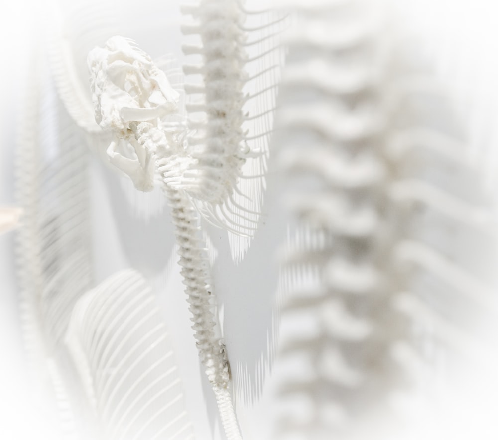 white skeleton system
